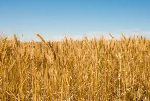 Image: Wheat Heads, http://grains.agric.wa.gov.au/